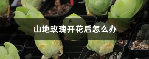 山地玫瑰开花后怎么办