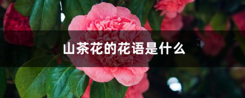 山茶花的花语是什么