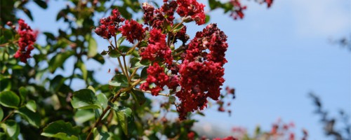 惠州适合养什么花，市花和市树是什么