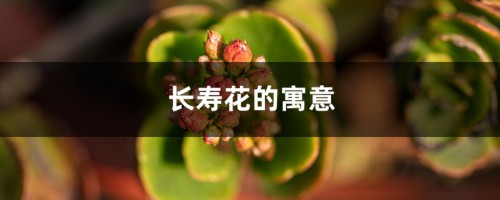 长寿花的寓意是什么