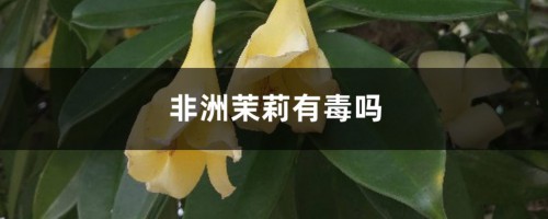 非洲茉莉有毒吗