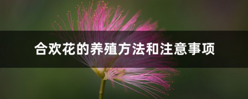 合欢花的养殖方法和注意事项