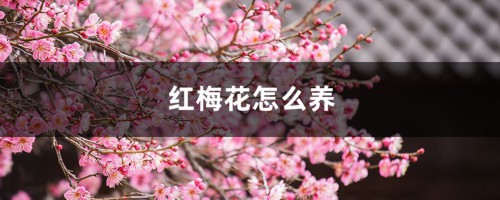 红梅花怎么养