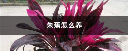 朱蕉怎么养