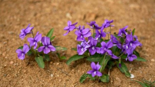 紫花堇菜和细距堇菜的区别