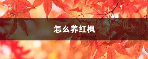 怎么养红枫