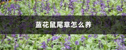 蓝花鼠尾草怎么养