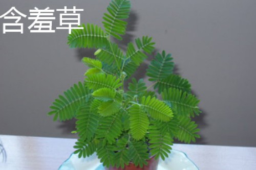 含羞草植株