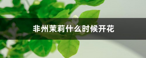 非州茉莉什么时候开花