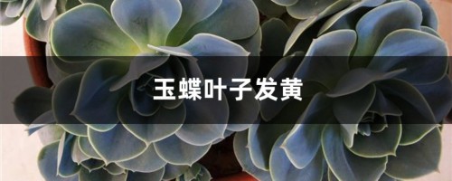 玉蝶黄叶的原因和处理办法