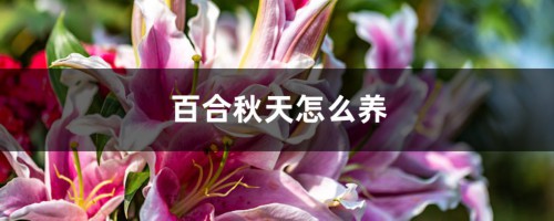 百合秋天怎么养