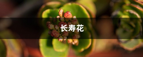 秋天来了，赶紧给“长寿花”盆里加点“它”，花苞开的拦不住！