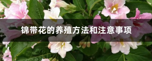 锦带花的养殖方法和注意事项