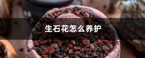 生石花怎么养护