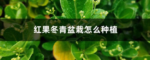 红果冬青盆栽怎么种植