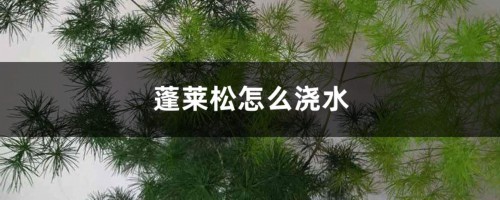 蓬莱松怎么浇水