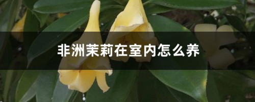 非洲茉莉在室内怎么养