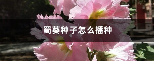 蜀葵种子怎么播种