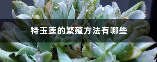 特玉莲的繁殖方法有哪些