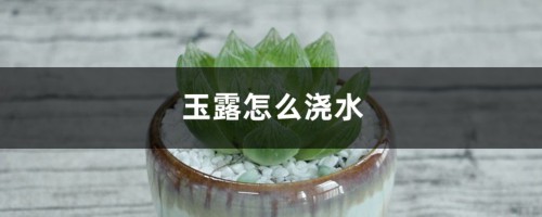 玉露怎么浇水