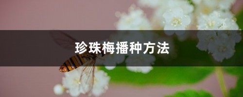 珍珠梅播种方法